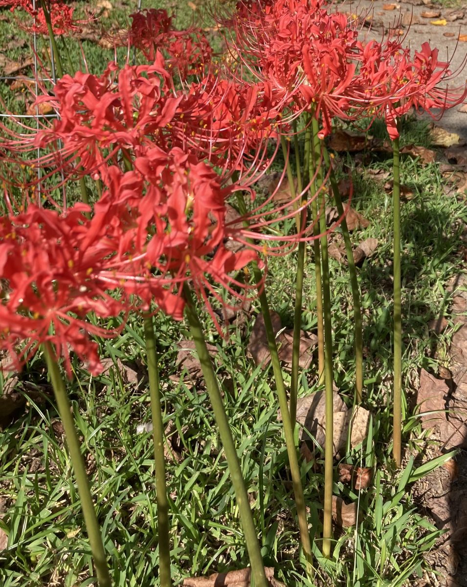Get to know Spider lilies  a welcome sight every fall  The Leland Progress