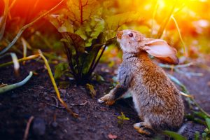 bunny