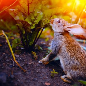 bunny
