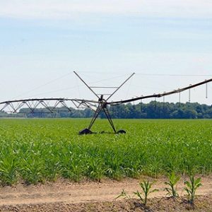 A metal spray system stands in a corn field.