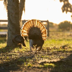 sunlight turkey