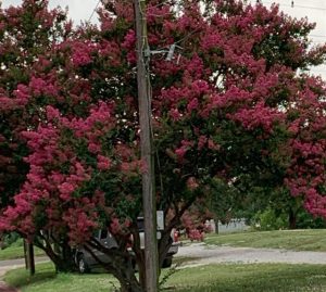 crape myrtle 2