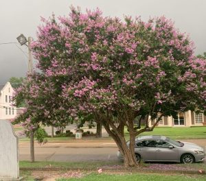 Crape Myrtle 3