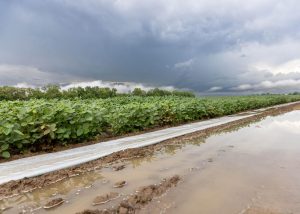 soybean