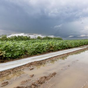 soybean