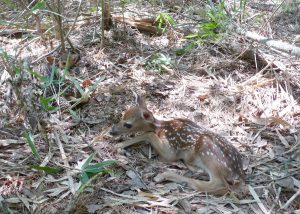 Brown baby fawn with white spots resting on a forest bed of leaves and pine needles.