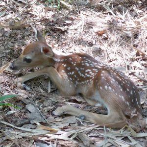 Brown baby fawn with white spots resting on a forest bed of leaves and pine needles.
