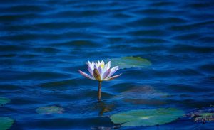 lotus flower