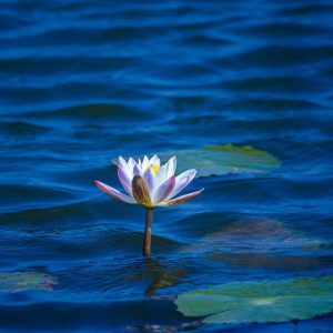lotus flower
