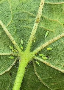 grasshopper