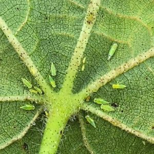 grasshopper