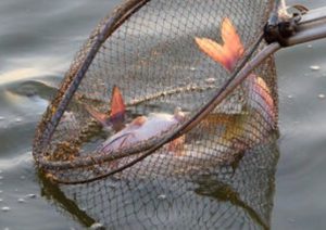 fish in net
