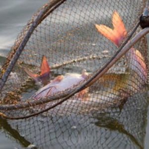 fish in net