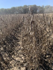 Soybean field