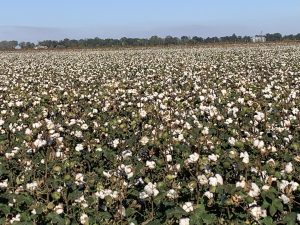 Cotton Field