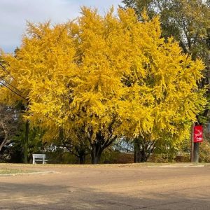 golden fall tree