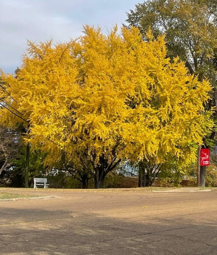 golden fall tree