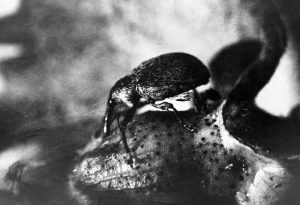 boll weevil insect