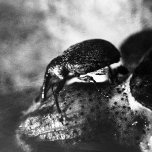 boll weevil insect