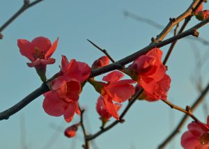 Red flowers bloom on bare branches.