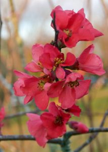 A cluster of red flowers blooms on an upright branch.