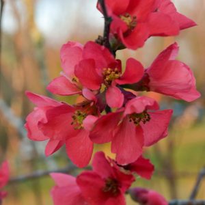 A cluster of red flowers blooms on an upright branch.