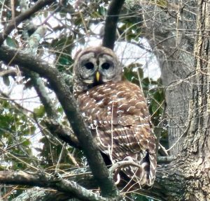 Barred Owl