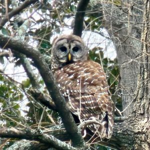 Barred Owl
