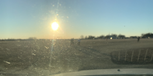 sunlight over a field