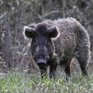 wild hog