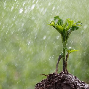 sprout