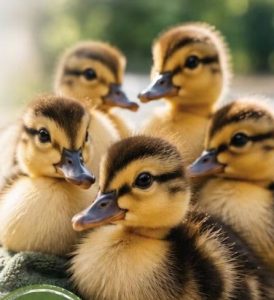 baby ducks poster