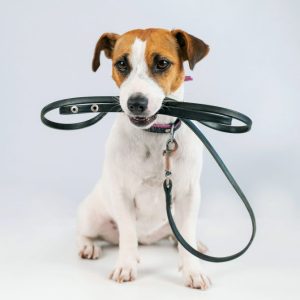 pup ready for a w-a-l-k