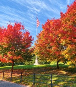 fall foliage