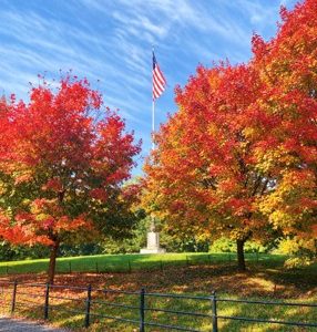 fall foliage