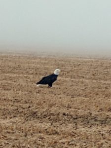 bald eagle in dirt field