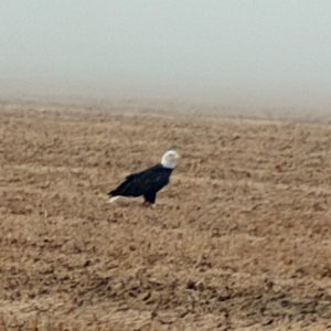 bald eagle in dirt field