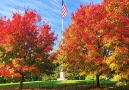 fall foliage