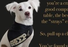 beloved rescue dog, Sheep