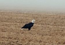 bald eagle in dirt field