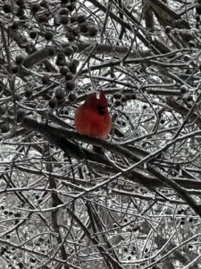 cardinal2-by-laura-duncan-sullivan