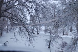 treesbendingoncreekbyLauraDuncanSullivan